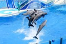 США, Орландо, парк Си Ворлд (Морской мир Орландо) "SeaWorld Orlando" - фото 14