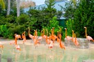 США, Орландо, парк Си Ворлд (Морской мир Орландо) "SeaWorld Orlando" - фото 30