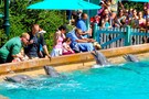США, Орландо, парк Си Ворлд (Морской мир Орландо) "SeaWorld Orlando" - фото 6