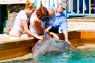 США, Орландо, парк Си Ворлд (Морской мир Орландо) "SeaWorld Orlando" - фото 21