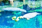 США, Орландо, парк Си Ворлд (Морской мир Орландо) "SeaWorld Orlando" - фото 31