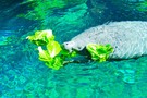 США, Орландо, парк Си Ворлд (Морской мир Орландо) "SeaWorld Orlando" - фото 11