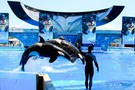 США, Орландо, парк Си Ворлд (Морской мир Орландо) "SeaWorld Orlando" - фото 12