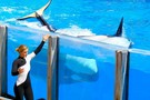 США, Орландо, парк Си Ворлд (Морской мир Орландо) "SeaWorld Orlando" - фото 5