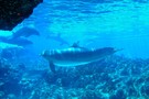 США, Орландо, парк Си Ворлд (Морской мир Орландо) "SeaWorld Orlando" - фото 3