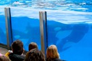 США, Орландо, парк Си Ворлд (Морской мир Орландо) "SeaWorld Orlando" - фото 16