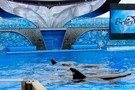 США, Орландо, парк Си Ворлд (Морской мир Орландо) "SeaWorld Orlando" - фото 4