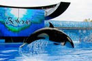 США, Орландо, парк Си Ворлд (Морской мир Орландо) "SeaWorld Orlando" - фото 19