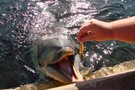 США, Орландо, парк Си Ворлд (Морской мир Орландо) "SeaWorld Orlando" - фото 27