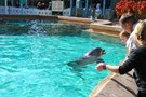 США, Орландо, парк Си Ворлд (Морской мир Орландо) "SeaWorld Orlando" - фото 8