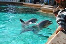США, Орландо, парк Си Ворлд (Морской мир Орландо) "SeaWorld Orlando" - фото 10