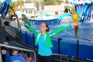 США, Орландо, парк Си Ворлд (Морской мир Орландо) "SeaWorld Orlando" - фото 7