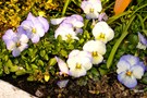 Тур в Швейцарию, Женева, Лозанна, Монтре, Веве - фото 28