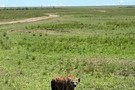 Кения - фото 13