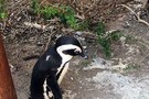 Кейптаун - фото 8