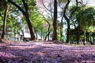 Тур Бразилия – Парагвай – Уругвай – Аргентина - фото 25