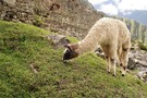 Тур в Чили и Перу с посещением о. Пасхи - фото 10