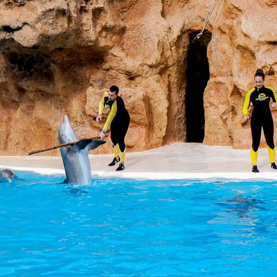 Турфирма фото Испания Канарский остров, Тенерифе, Лоро Парк 2013 