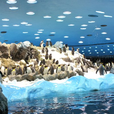 Турфирма фото Испания Канарский остров, Тенерифе, Лоро Парк 2013 